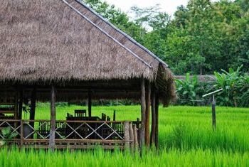 Kamu Lodge rice fields