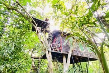 Khao Sok Tree House Resort