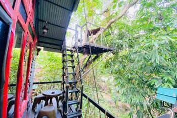 Khao Sok Tree House Resort