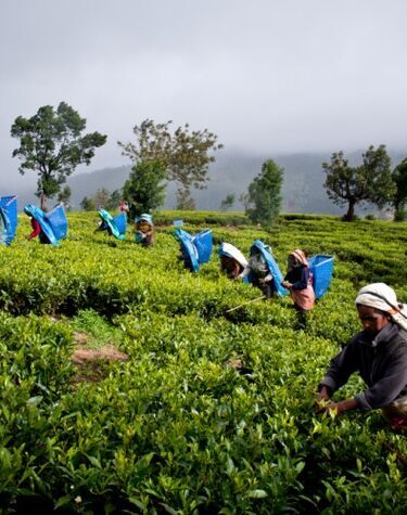 Nuwara Eliya