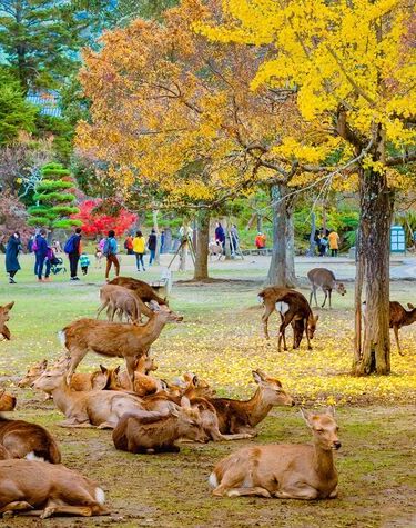 Family in Japan: Fun & Culturally-Immersive Adventure