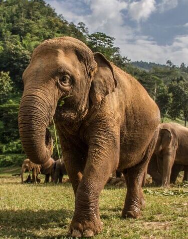 Home To The Elephants - An Elephant Tour Thailand