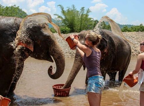 Elephant Nature Park