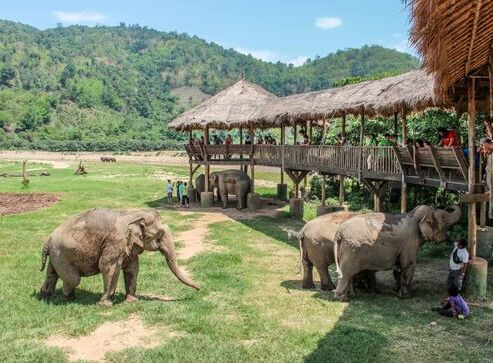 Elephant Nature Park 