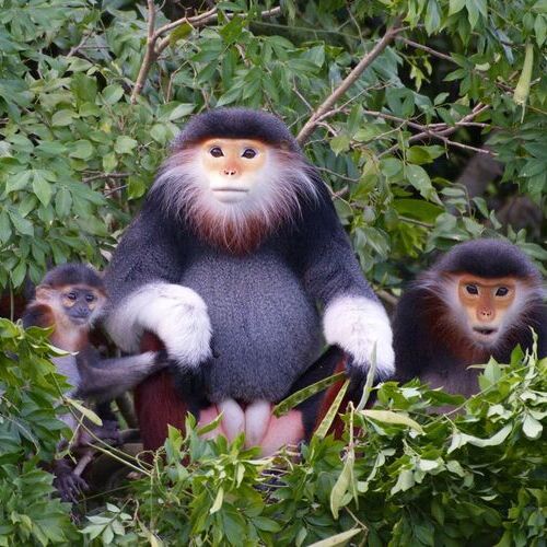 In Search of Red-shanked Douc Langurs with A Wildlife Expert