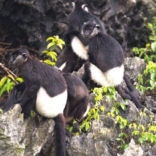 Endangered Primates - The Treasure of Van Long Nature Reserve
