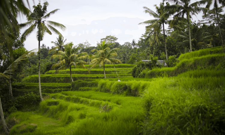 Discover the Charm of Green in Bali Rice Fields