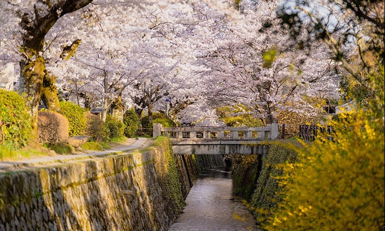 Walk the "Philosopher’s Path" in Kyoto