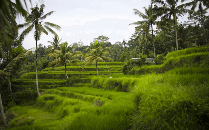 Discover the Charm of Green in Bali Rice Fields